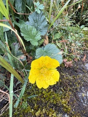 Geum montanum, photograph (c) Cenaida, some rights reserved (CC BY)