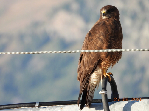 Swainson's Hawk