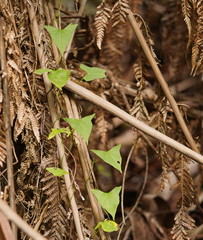 Calystegia marginata