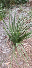 Lomandra longifolia