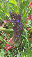 Glechoma hederacea