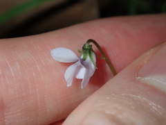 Viola silicestris