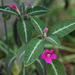 Ruellia makoyana - Photo (c) Tony Rodd, algunos derechos reservados (CC BY-NC-SA)