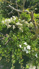 Crataegus monogyna