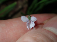 Viola silicestris