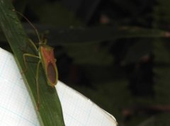 Homoeocerus graminis