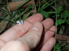 Viola silicestris