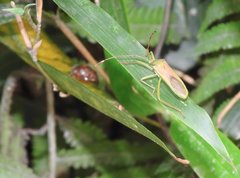 Homoeocerus graminis