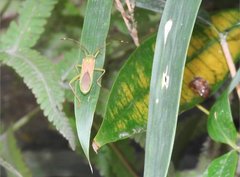 Homoeocerus graminis