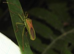 Homoeocerus graminis