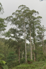 Eucalyptus cypellocarpa