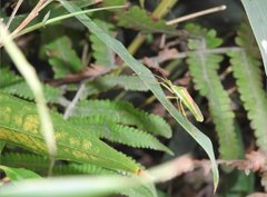 Homoeocerus graminis