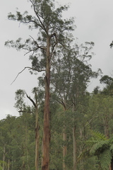 Eucalyptus regnans