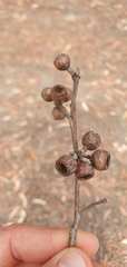 Eucalyptus