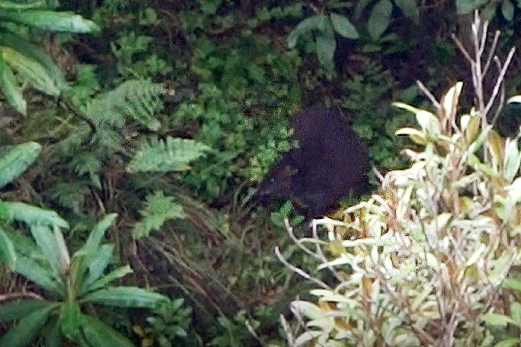 Small Dorcopsis