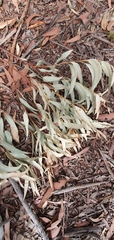 Eucalyptus