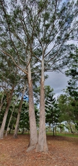 Eucalyptus