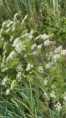 Anthriscus sylvestris