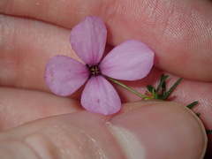 Tetratheca ericifolia