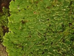 Pannaria minutiphylla