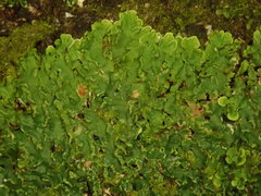 Pannaria minutiphylla