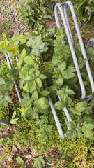 Rubus