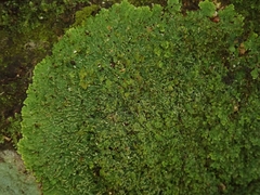 Pannaria minutiphylla