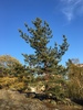 European Scots Pine - Photo no rights reserved