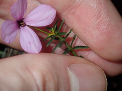 Tetratheca ericifolia