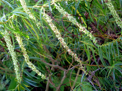 Veronica stenophylla