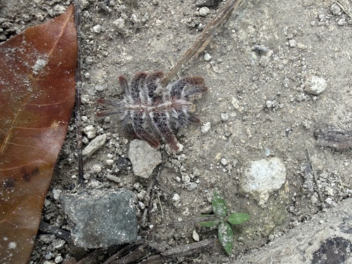Euphobetron cypris