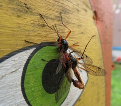 Tanyptera atrata