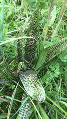 Dactylorhiza majalis