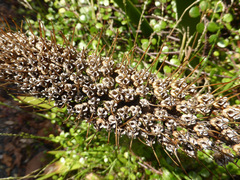 Xeronema callistemon