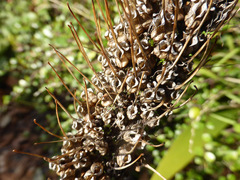 Xeronema callistemon