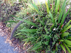 Xeronema callistemon