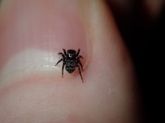Saitis virgatus