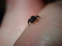 Saitis virgatus