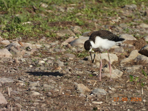 Black-necked Stilt