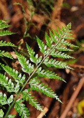 Asplenium gracillimum