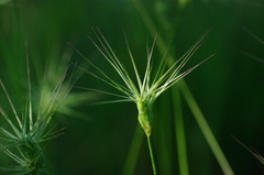 Aegilops triuncialis