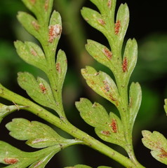 Asplenium gracillimum
