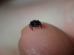 Saitis virgatus