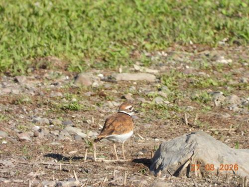 Killdeer