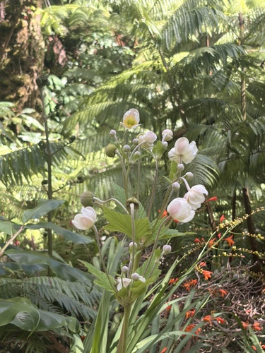 Eriocapitella japonica, 2026-08-26
