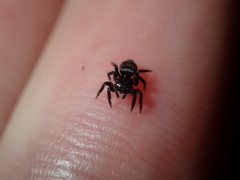 Saitis virgatus