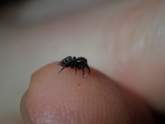 Saitis virgatus