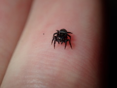 Saitis virgatus