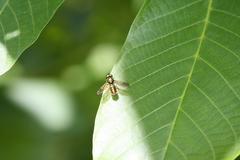 Chloromyia formosa