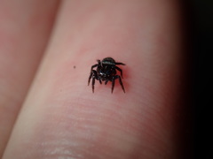 Saitis virgatus